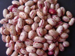 奶花芸豆图1