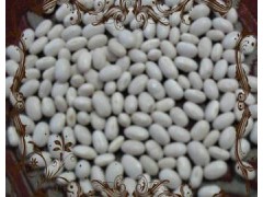 中白芸豆图1
