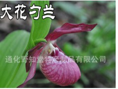 当年开花芍兰大苗图1