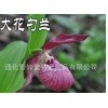 当年开花芍兰大苗