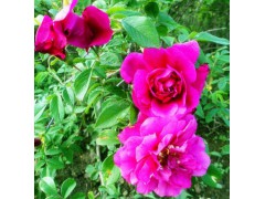 玫瑰花茶饮料图3