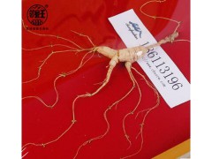 东北吉林特产 长白山林下参批发 带证书礼盒装野山参泡酒滋补图2