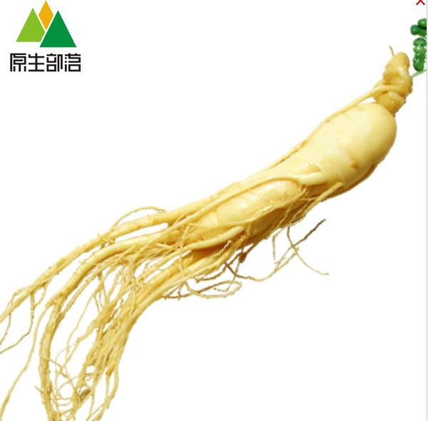 长白山特产鲜人参 保鲜人参特大泡酒参鲜参 保鲜参长白山鲜人参图2