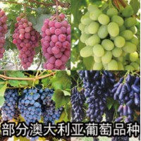 葡萄