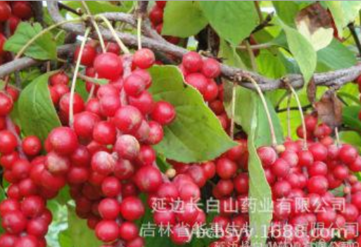 五味子图3