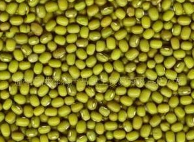 绿豆图3