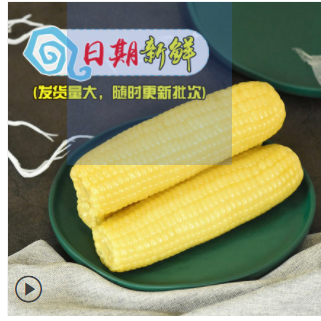 玉米1112图2