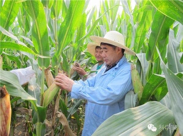 玉米实验田图2