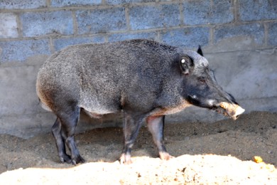 野猪与当地黑猪繁育而成的二、三代肉食猪图3