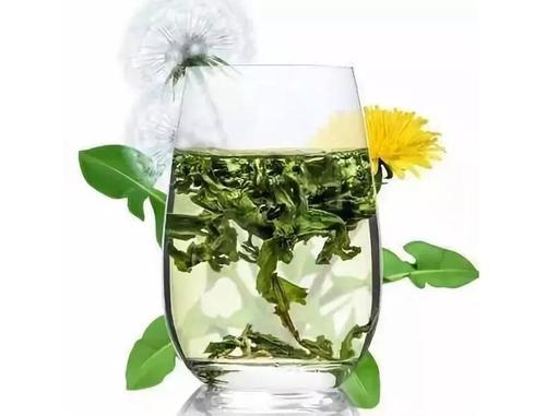 蒲公英茶图3