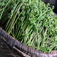 山野菜图3