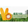 信玉168图3