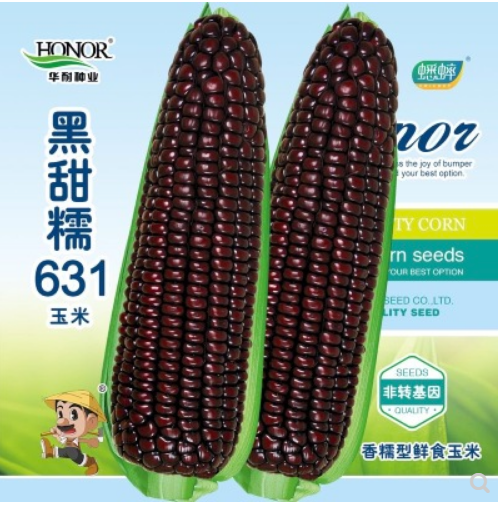 黑糯玉米种子图1