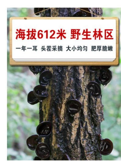 黑木耳纯野生图3