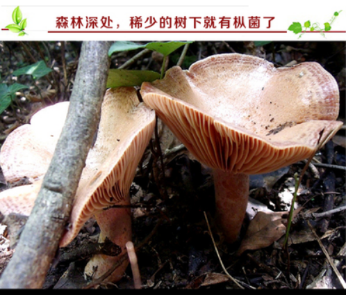 蘑菇图2