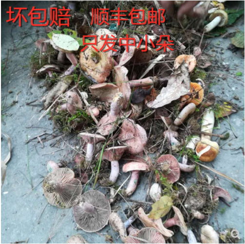 蘑菇图3