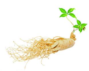 Ginseng Root图3